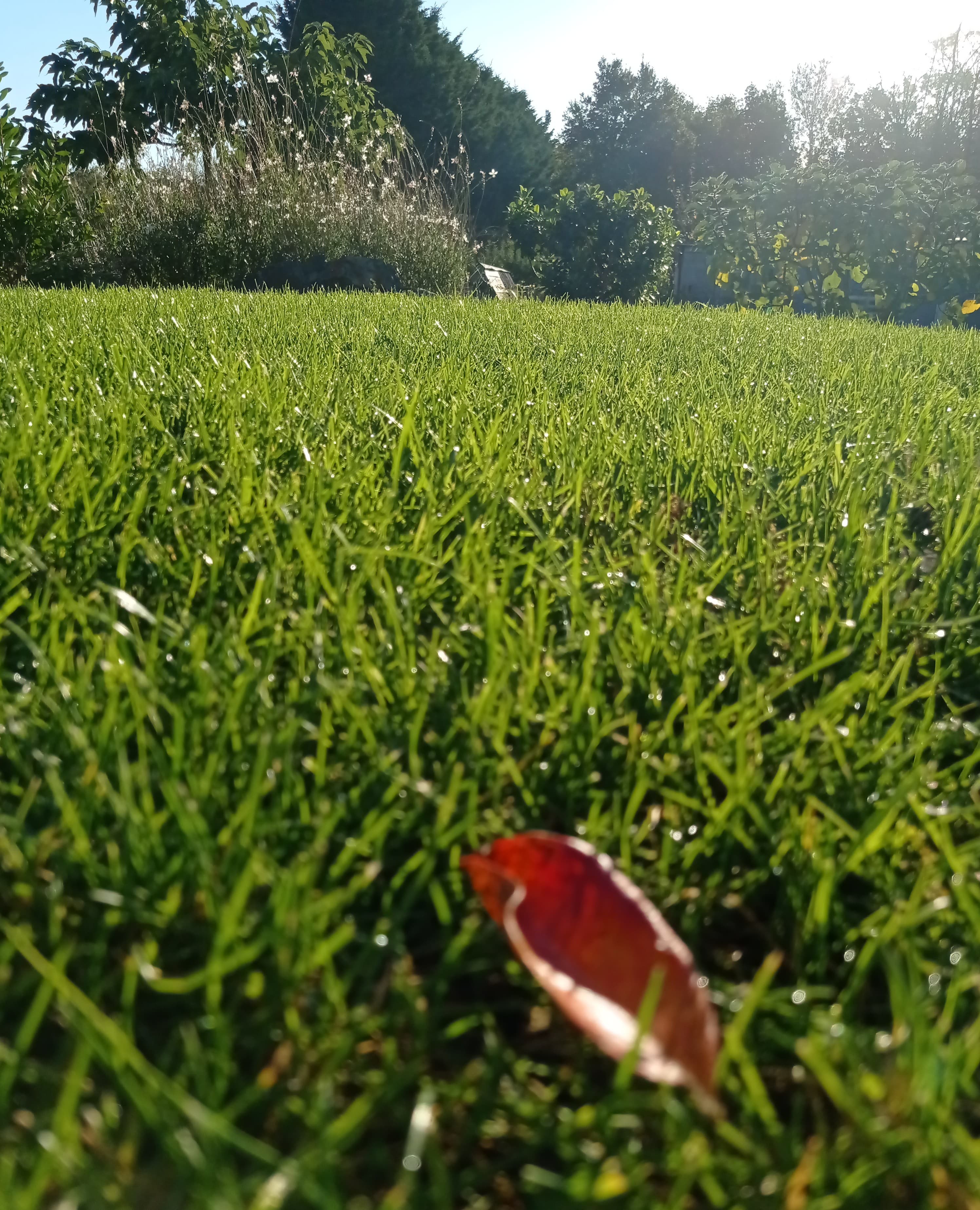 Tonte & Entretien de Pelouse Écologique